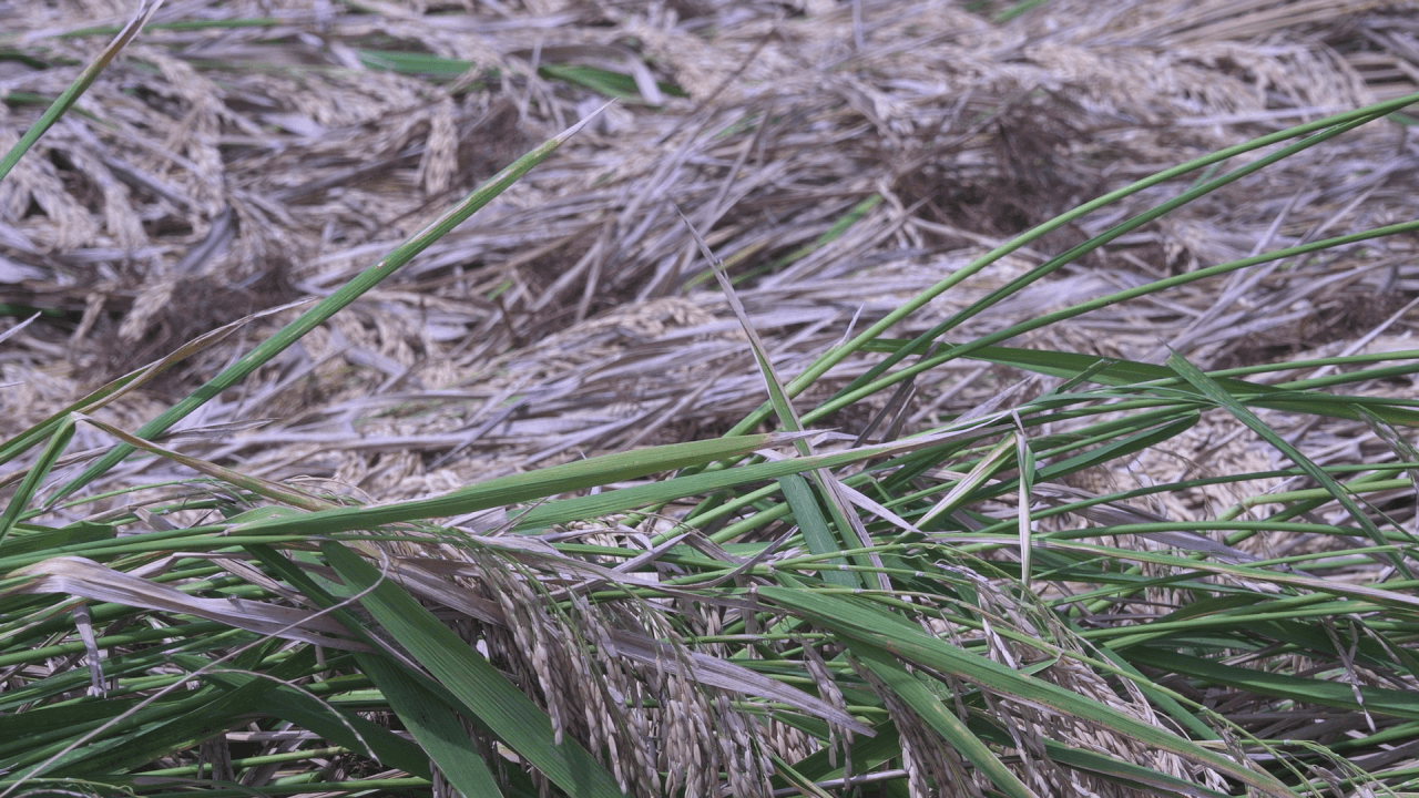 Rice Farmer in Cash Faces Added Costs After Storm Damage