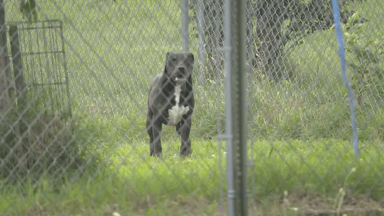 Northeast Arkansas Humane Society Offers Discounted Pet Adoptions Through Nationwide Event