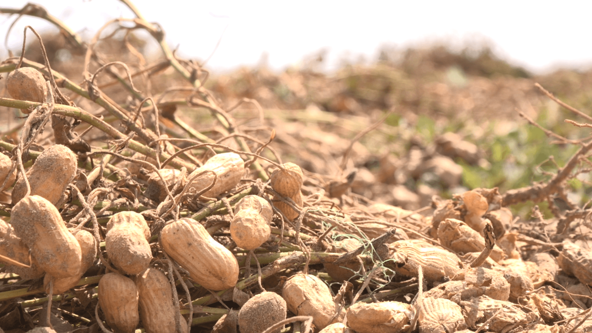 State Loan Offers Lifeline for Arkansas Peanut Harvest