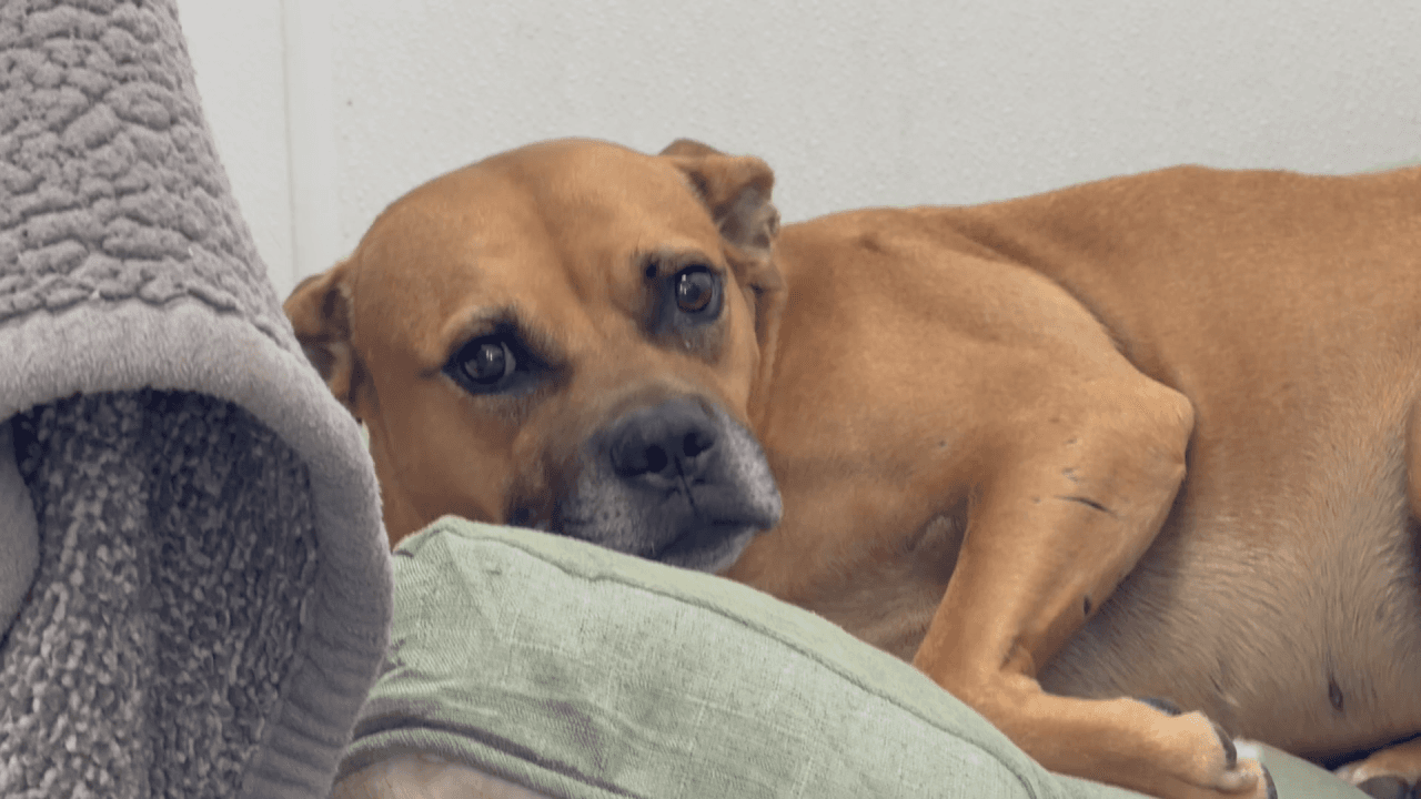 Northeast Arkansas Humane Society Reduces Adoption Fees for ‘Empty the Shelters’ Event