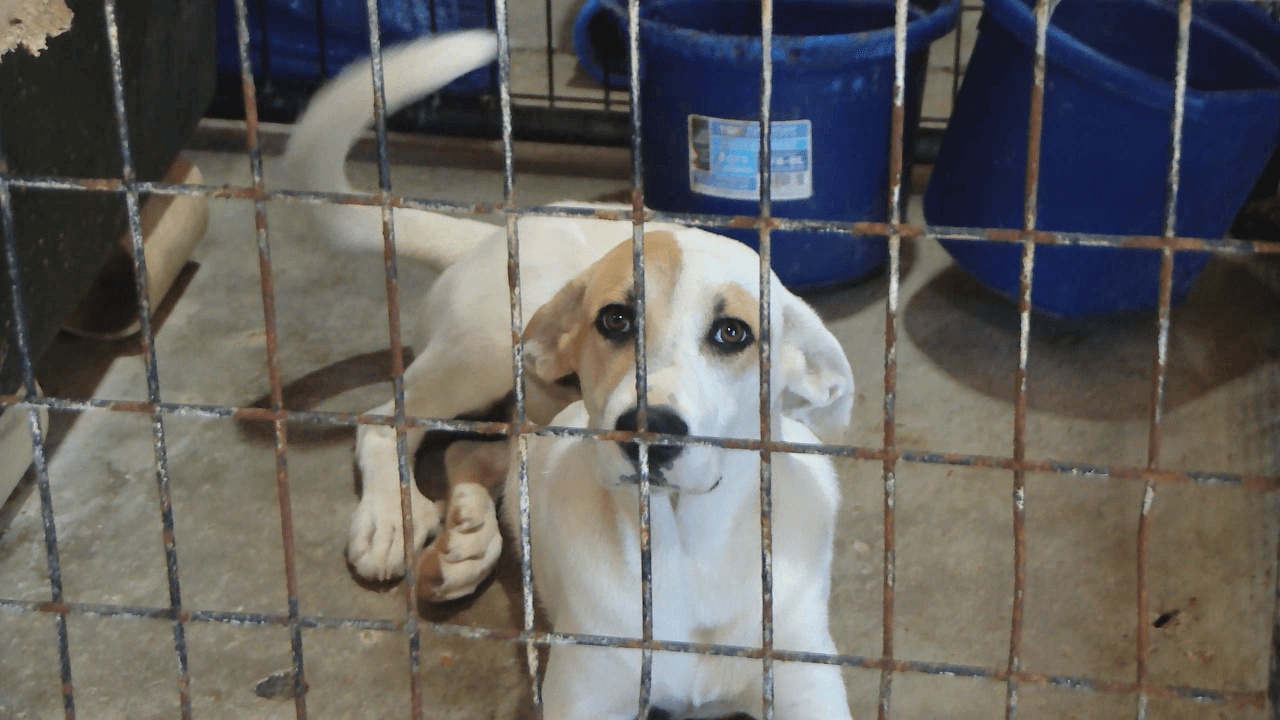Euthanasia Used as Last Resort at Pocahontas Animal Control