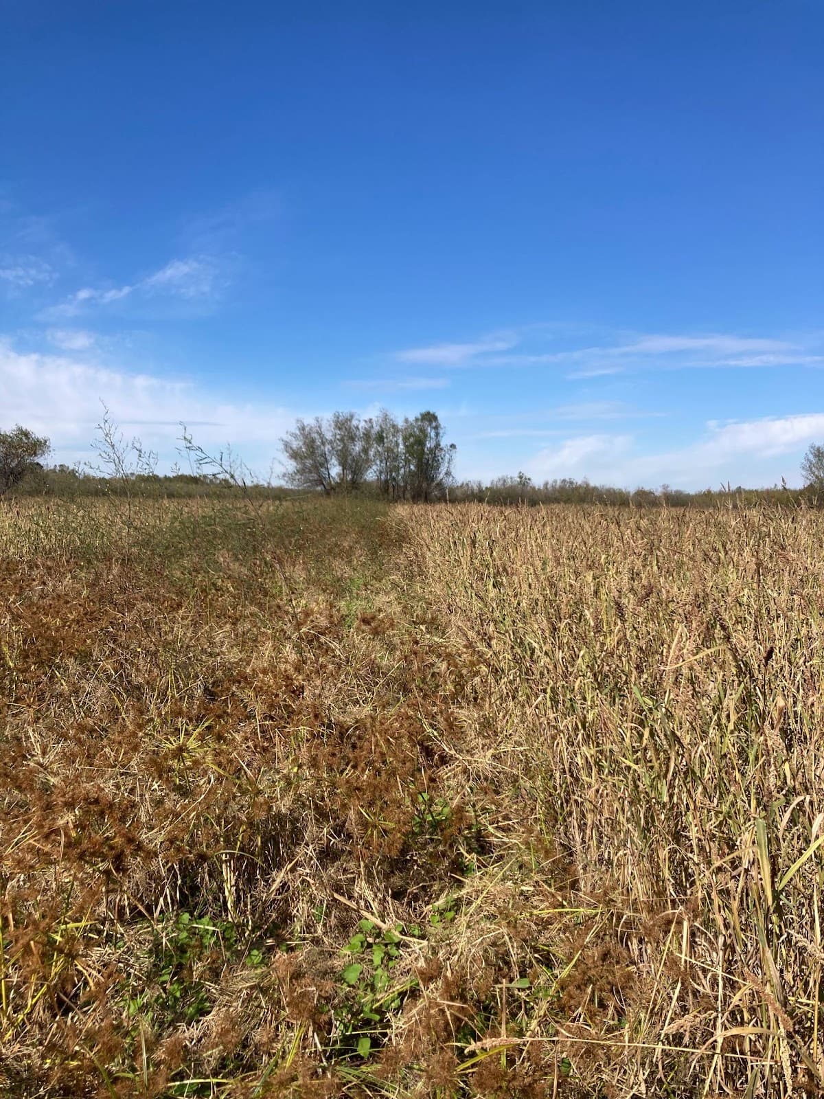 Drought Poses Challenges for Arkansas Waterfowl Season, AGFC Reports
