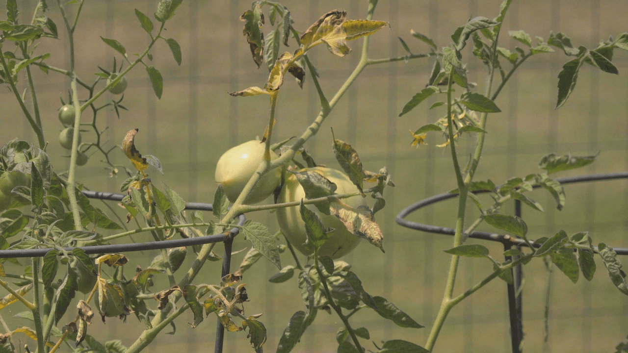 Paragould Community Garden Provides Free Produce, Seeks Volunteers