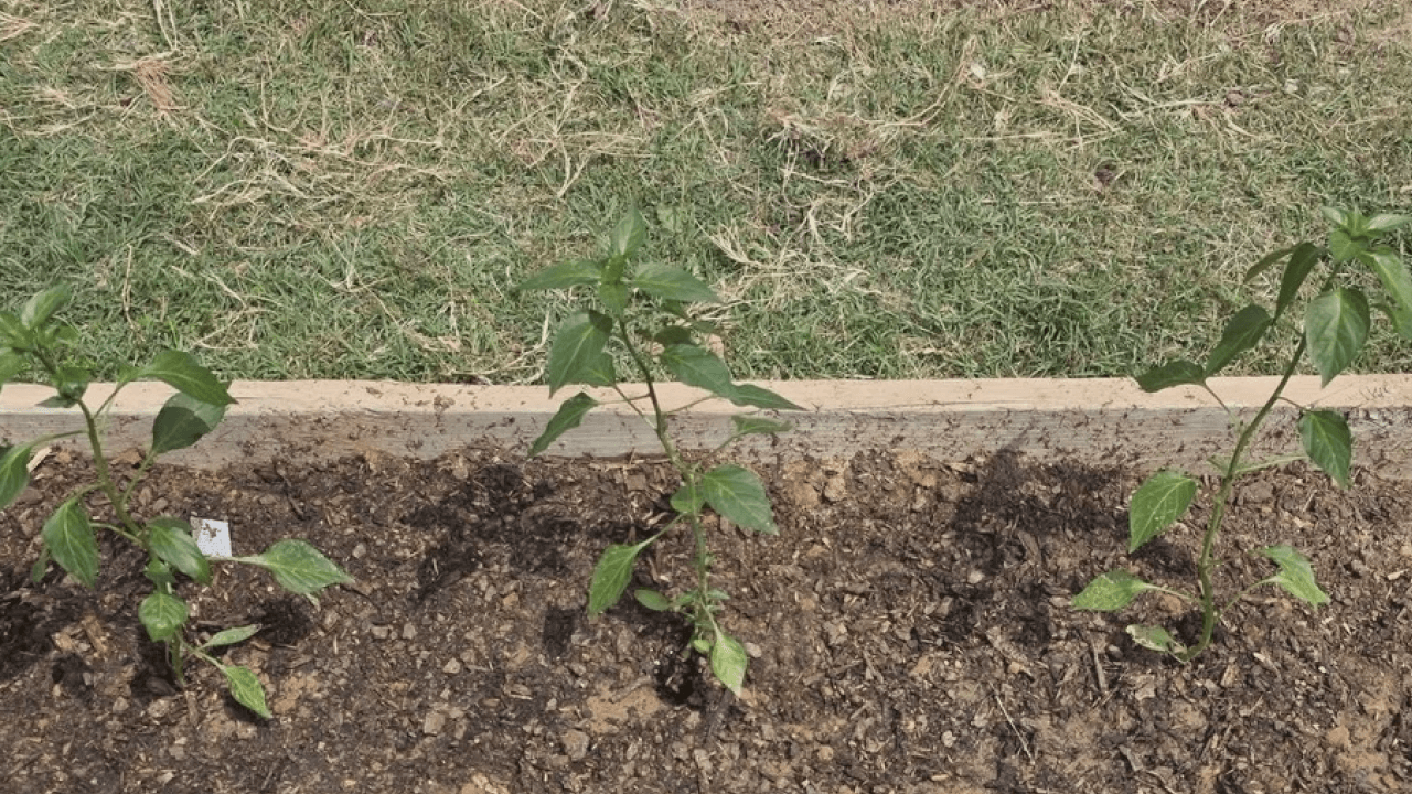 Paragould Community Garden Provides Free Fresh Produce Amid Grocery Price Increases