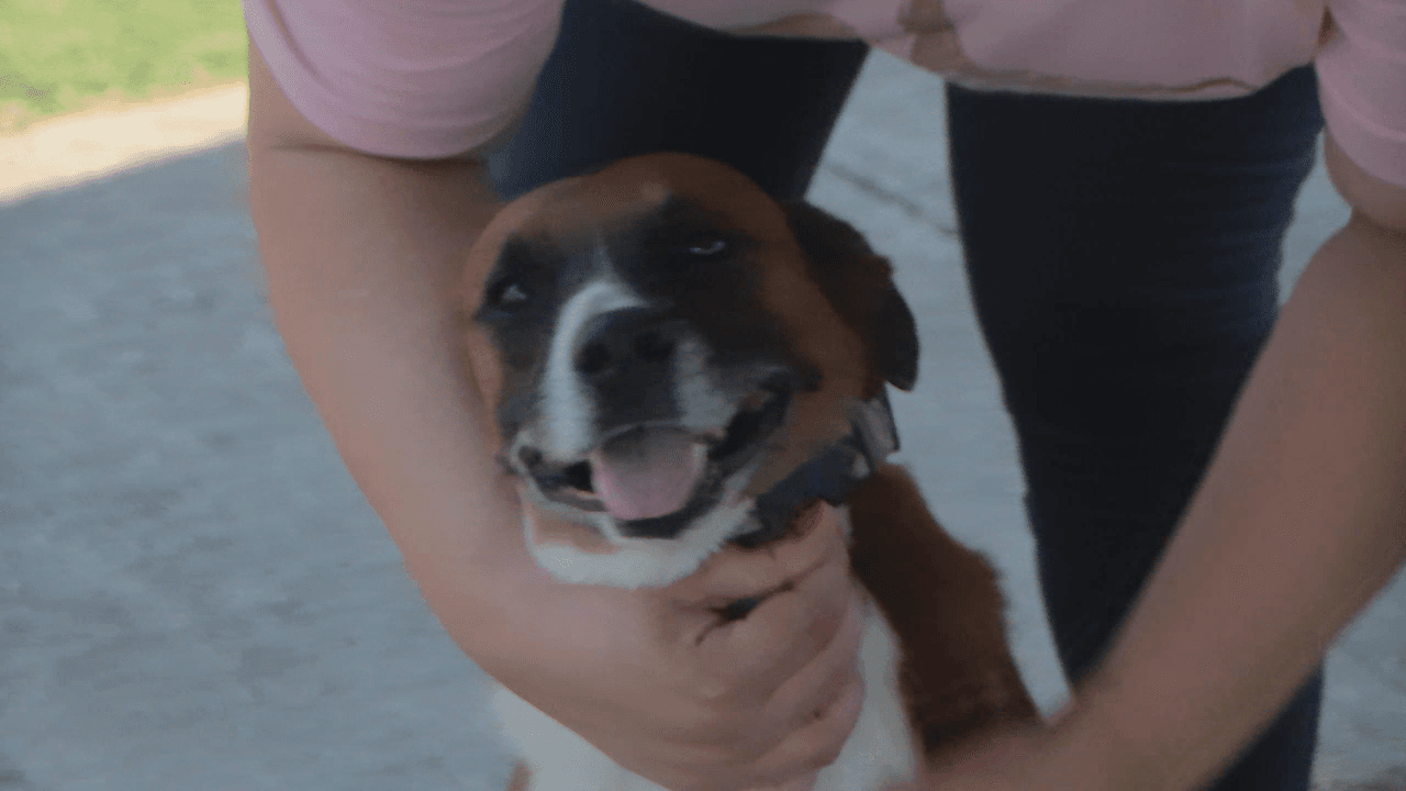 O’Kean Struggles to Manage Stray Animal Dumping Problem