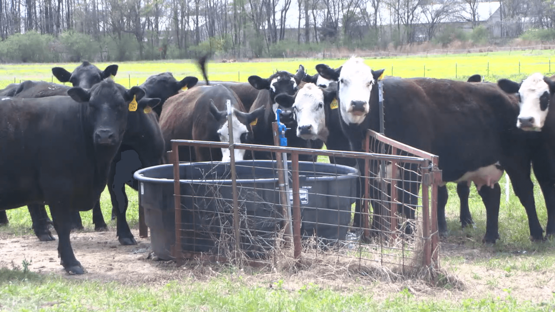 Local Agricultural Leader Questions Impact of 90-Day Beef Tariff Suspension