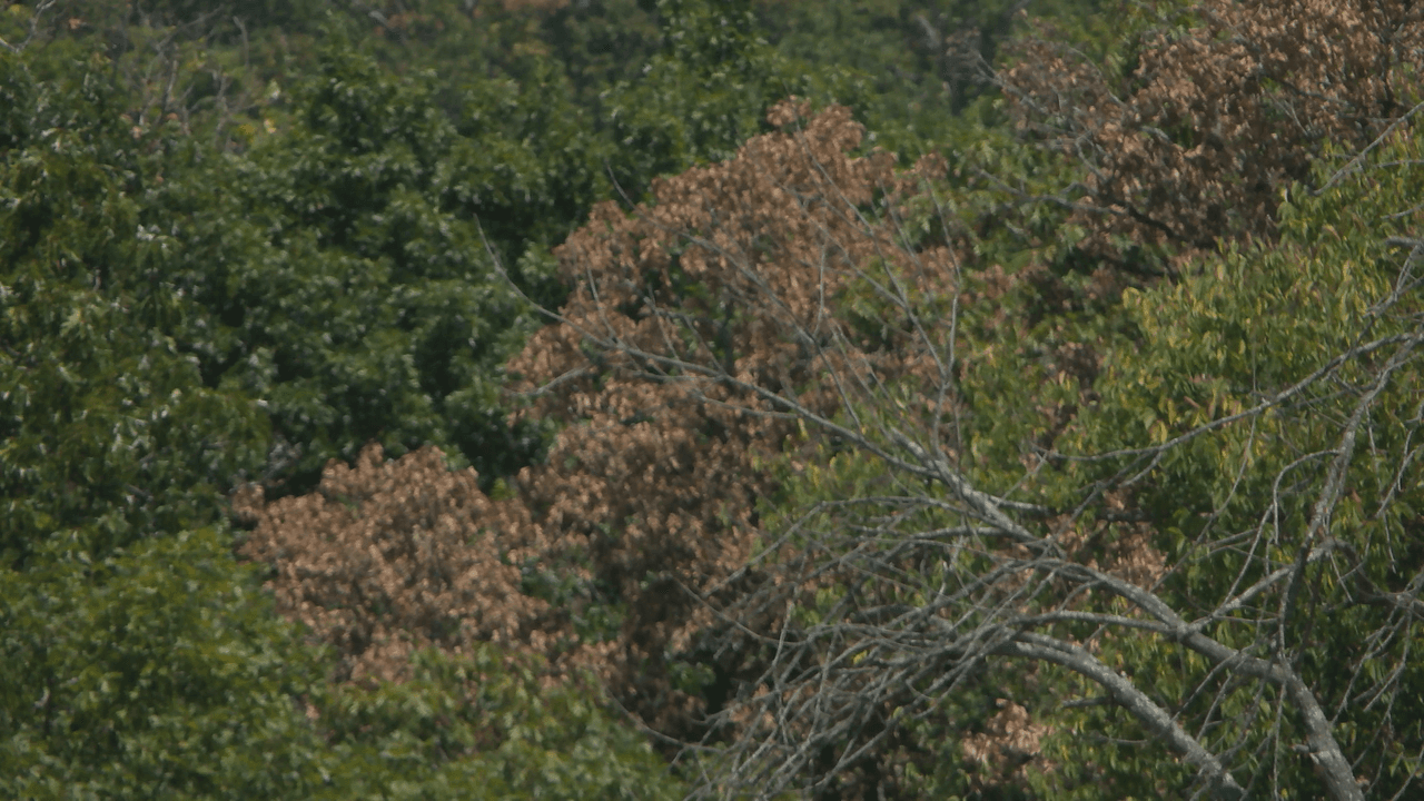 Arkansas Trees Display Early Fall Colors Amid Heat, Drought