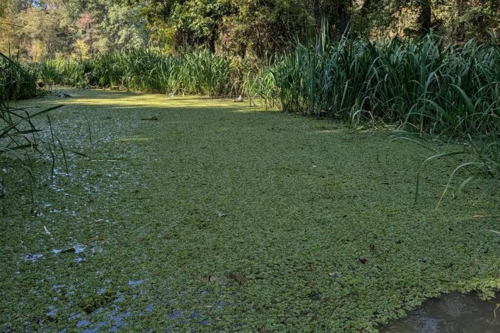Giant Salvinia Found in Millwood Lake Tributary, Containment Efforts Underway