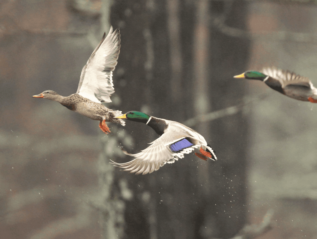 Arkansas Duck Hunters Face Mixed Prospects Amid Drought Concerns
