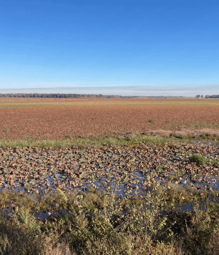 Drought Threatens Arkansas Wetlands and Waterfowl Season