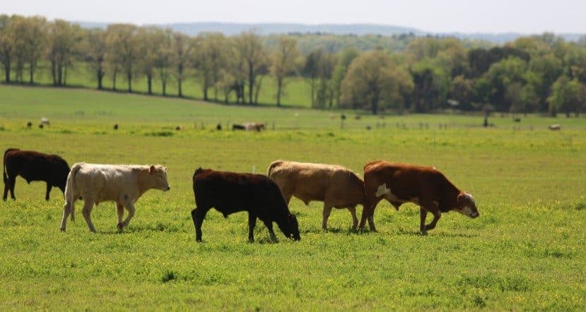 Shoffner Urges Cotton to Back Arkansas Ranchers Amid Foreign Beef Imports