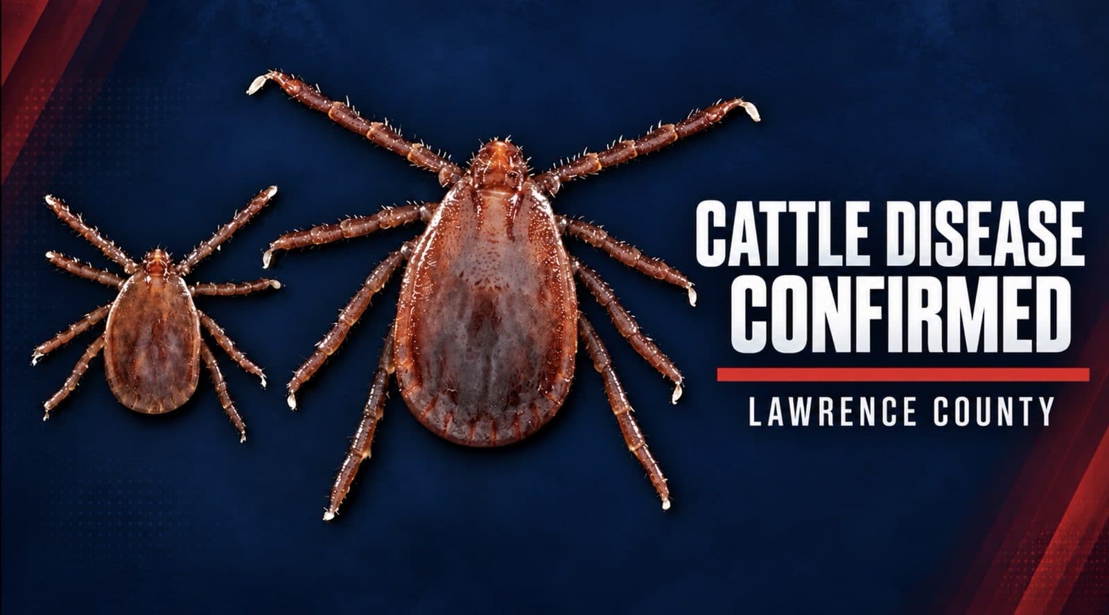 Tick-Borne Cattle Disease Detected in Lawrence County
