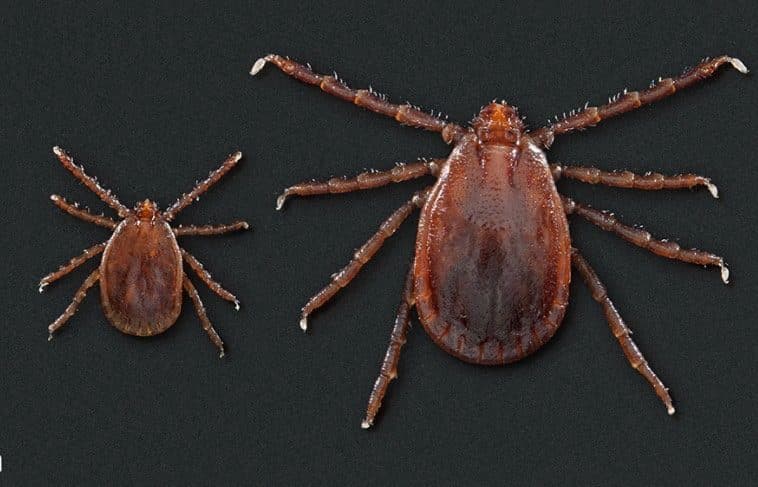Theileria Orientalis Ikeda Detected in Lawrence County Cattle