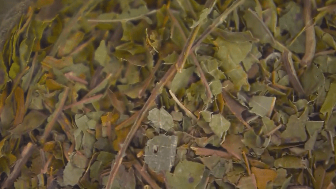 Kratom Ban in Arkansas Highlights Risks of Unregulated Supplement