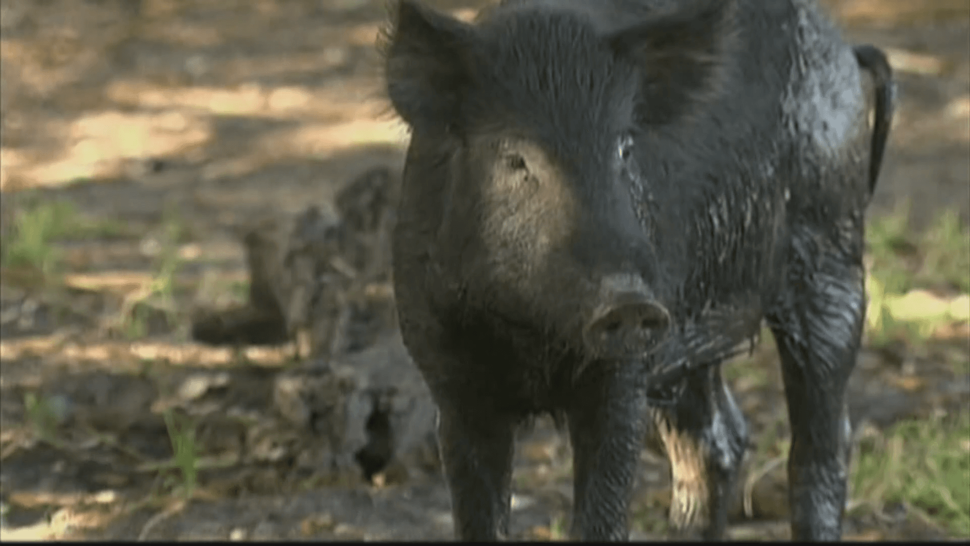 Arkansas Landowners Offered Reimbursements for Feral Hog Control