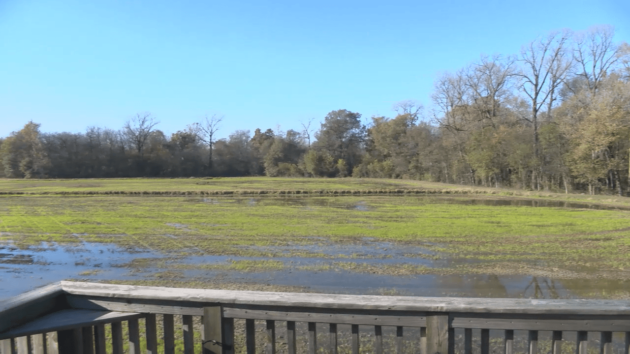 Drought Threatens Arkansas Duck Hunting as Season Nears