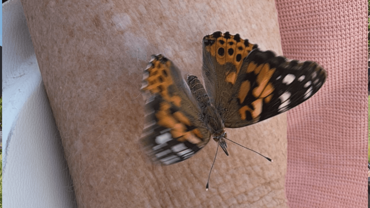 Annual Butterfly Release Supports Hospice Care in Jonesboro