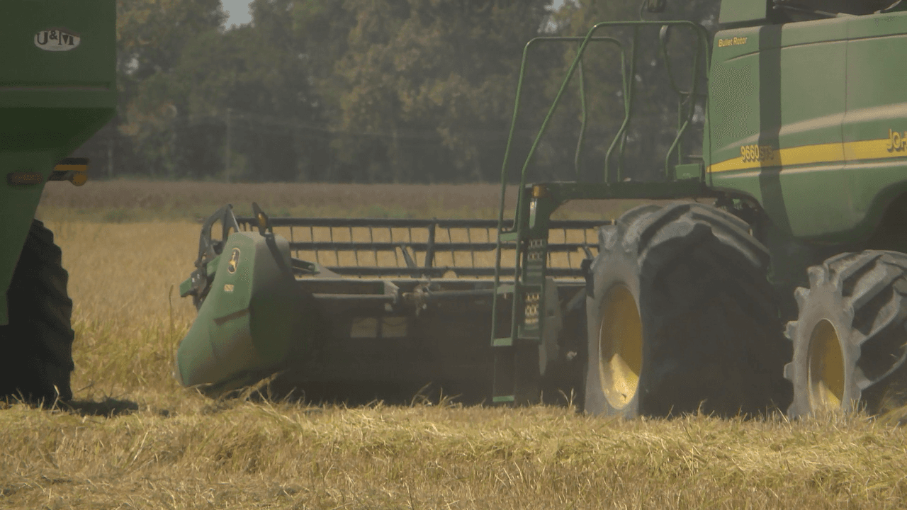 Trumann Farmers Push Through Heat Amid Intense Rice Harvest