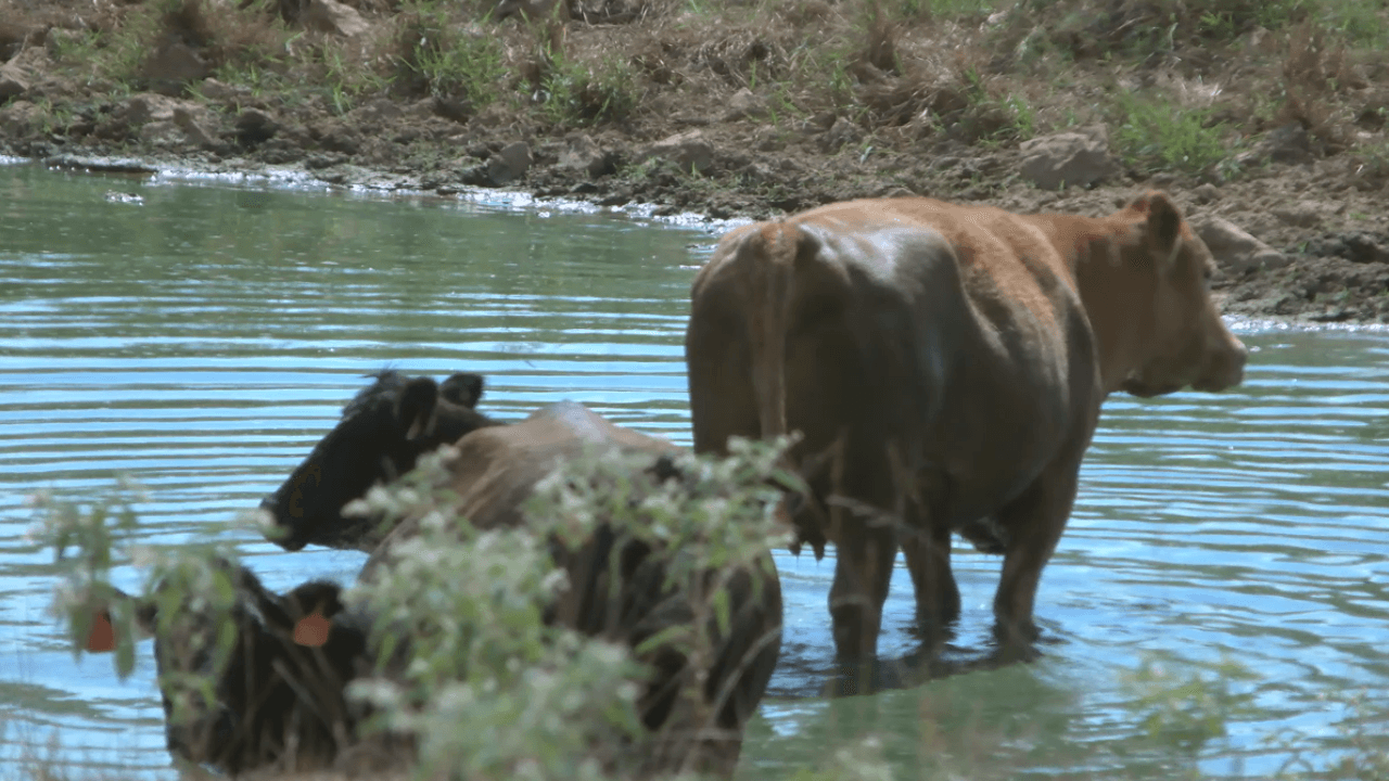 Drought Emergency Pushes Izard County Ranchers to the Brink