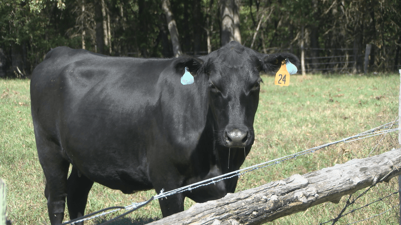 Parasite Linked to Invasive Tick Confirmed in Lawrence County Cattle