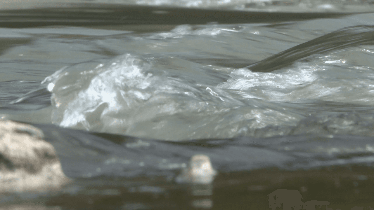 Drought Causes Fish Die-Offs in Black River, Experts Say