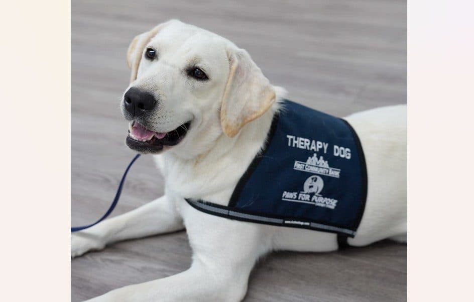 Therapy Dogs Join Arkansas Schools Through Local Partnership