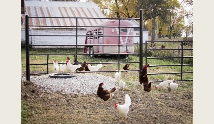 Bird Flu Confirmed in Baxter County Backyard Flock, Arkansas’ First Case This Season