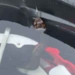 Maumelle Football Player Finds Cottonmouth in Helmet During Practice