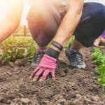 Heat Wave Limits Summer Gardening Options, Experts Advise Precautions