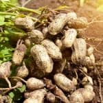 Arkansas Peanut Farmers Face Crisis as Storage Options Collapse