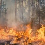State Emergency Operations Center Activates for Bunker Wildfire in Calhoun County