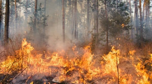 State Emergency Operations Center Activates for Bunker Wildfire in Calhoun County