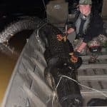 Arkansas Alligator Hunters Harvest 150 in Opening Weekend of 2026 Season
