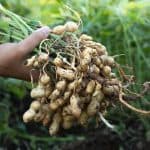 Arkansas Allocates $5 Million Loan to Aid Jonesboro Peanut Facility