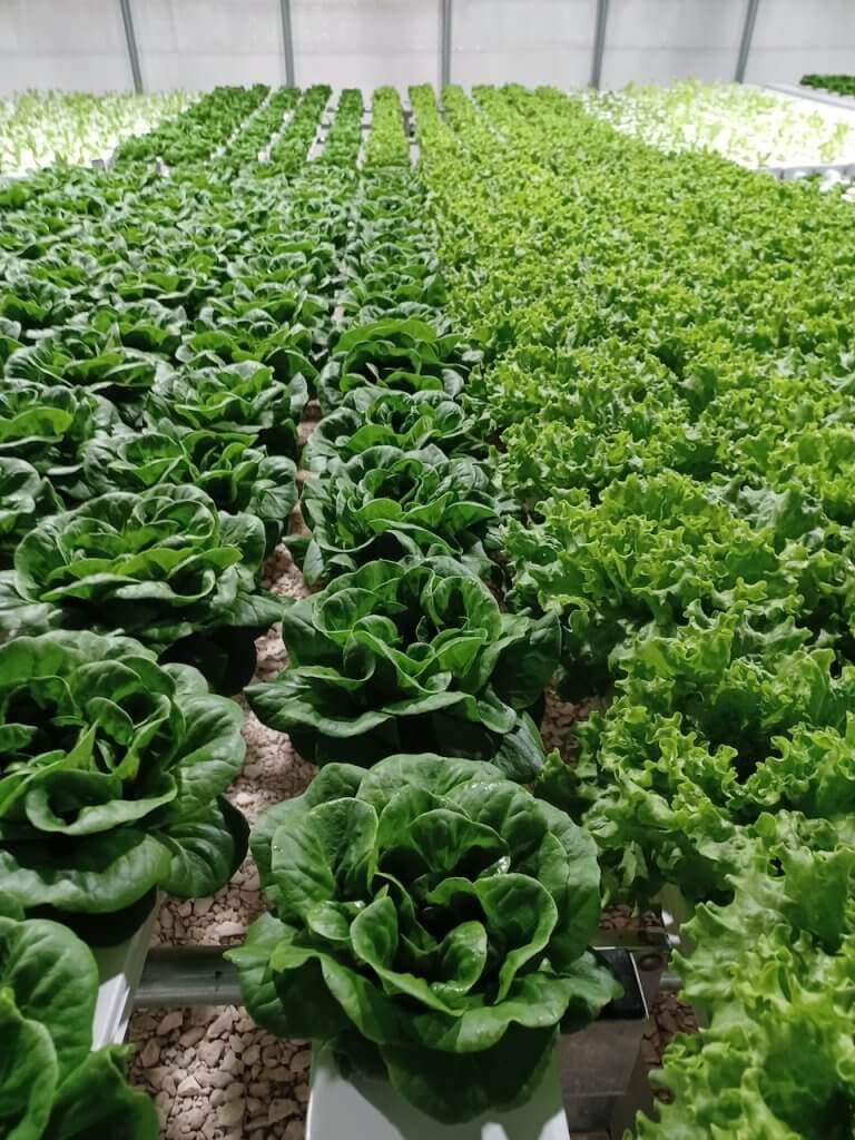 Cyclospora Cases Tied to Lettuce Reported in Baxter and Marion Counties