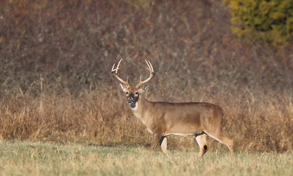 Arkansas Game and Fish Commission Schedules Open Houses Ahead of Deer Season
