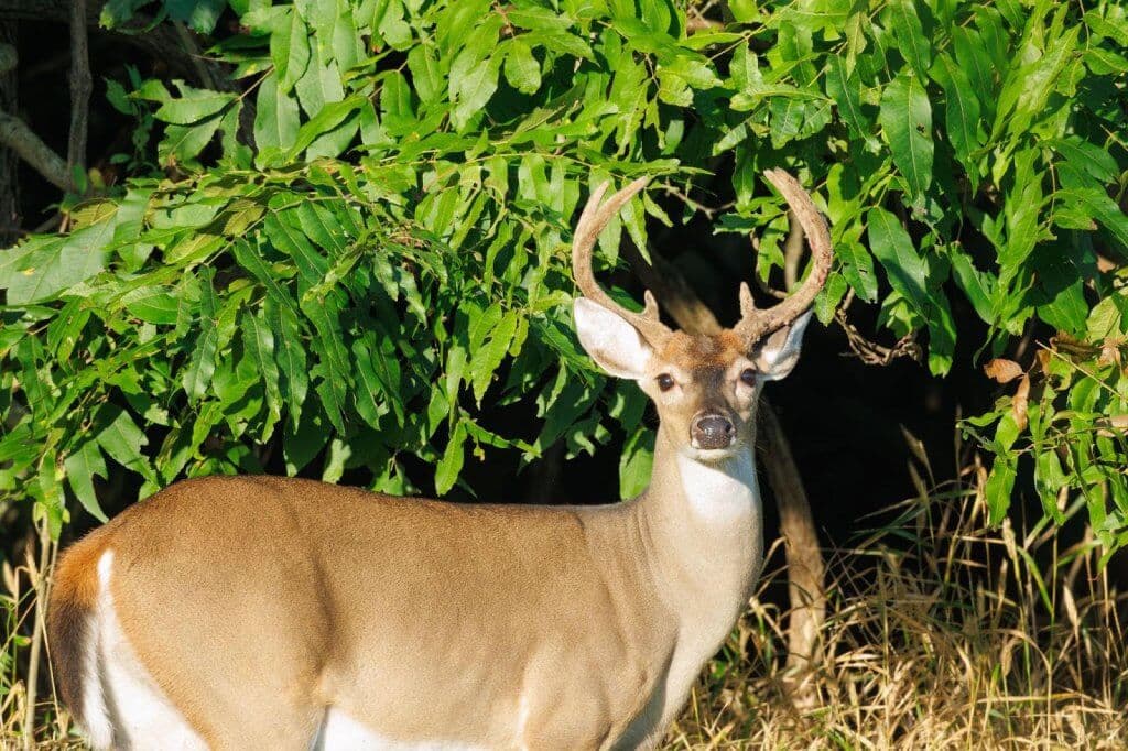 Arkansas’s Early Season Buck-Only Hunt Returns This Weekend