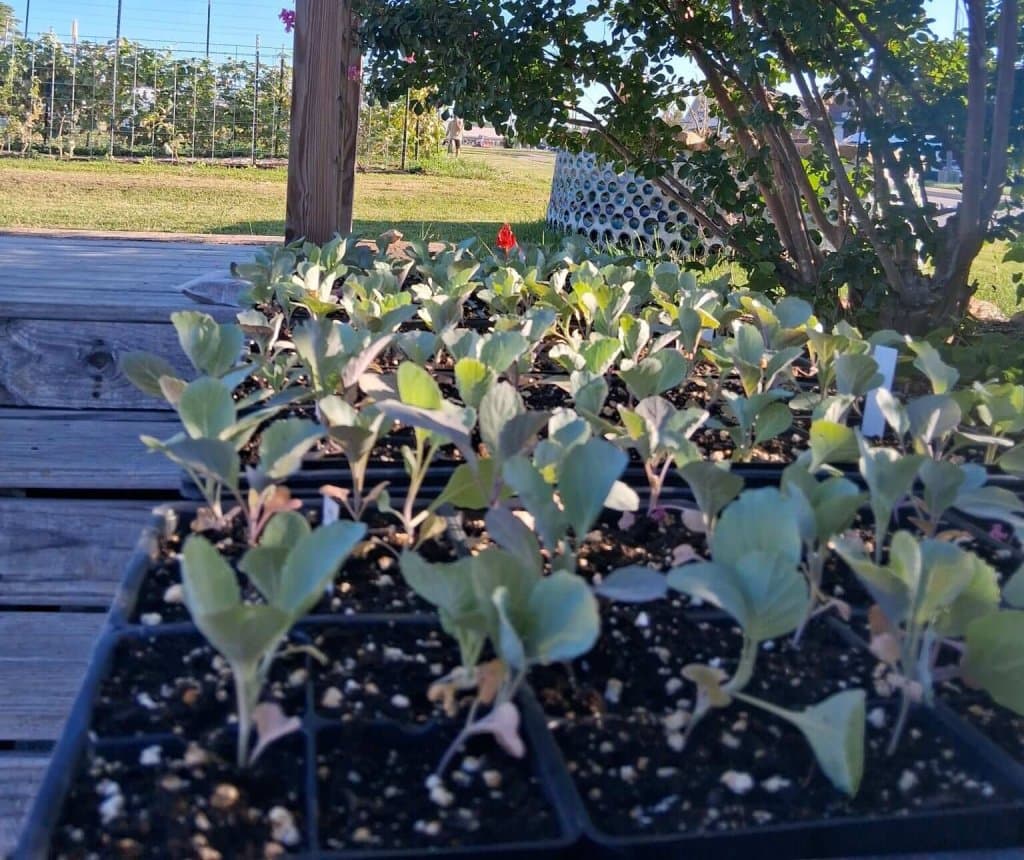 Food Bank to Construct Greenhouse at Highland Circle Facility