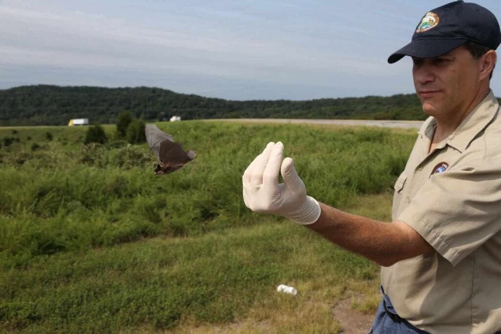 Bat Week Highlights Conservation and Misunderstood Local Mammals