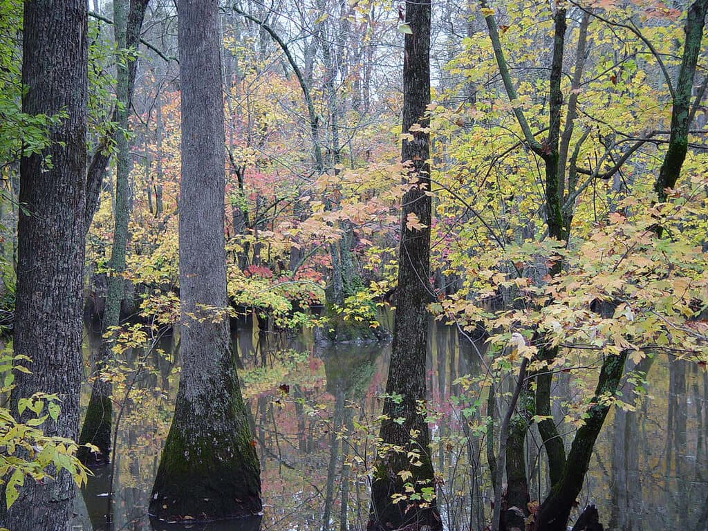 Cache River Wildlife Refuge to Expand by 435 Acres